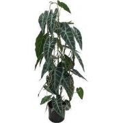 Caladium in pot 77 cm kunstplant