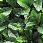 Kunstplanten mat 50x50 cm photinia