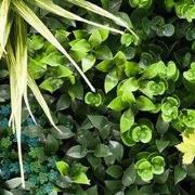 Kunstplanten mat 50x50 cm mis blues a