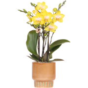 Kolibri Orchids | Gele Albenga orchidee + Bold Cognac sierpot  potmaat...
