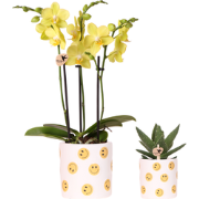 Kolibri Company | Plantenset Smiley | Gele Phalaenopsis Orchidee Alben...