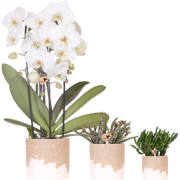 Kolibri Company | Plantenset Bloom Sand | Witte Niagara Falls orchidee...