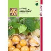 2 stuks - Ananaskers Physalis Edulis Peruviana