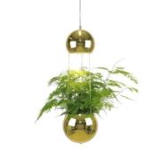 Globen Lighting - Mini Planter Hanglamp Brass